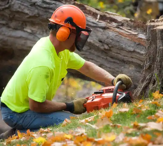 tree services Taconic Shores